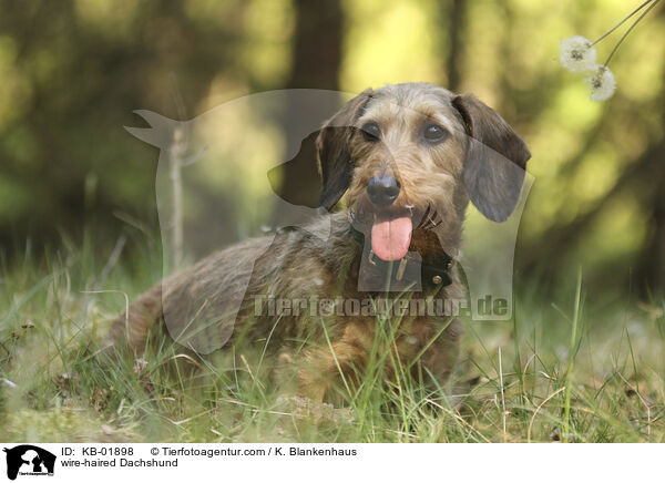 Rauhaardackel / wire-haired Dachshund / KB-01898