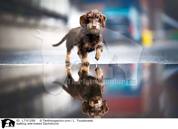 laufender Rauhaardackel / walking wire-haired Dachshund / LT-01299