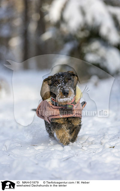 Rauhaardackel im Winter / wirehaired Dachshunds in the winter / MAH-01879