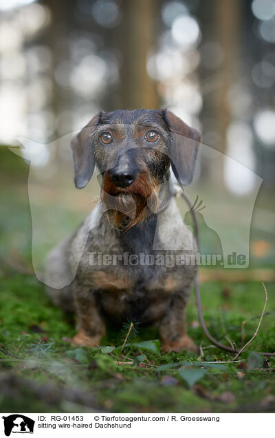 sitting wire-haired Dachshund / RG-01453