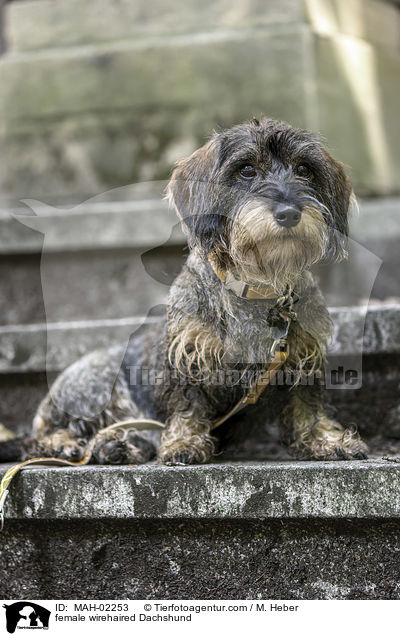 saufarbener Rauhaardackel / female wirehaired Dachshund / MAH-02253