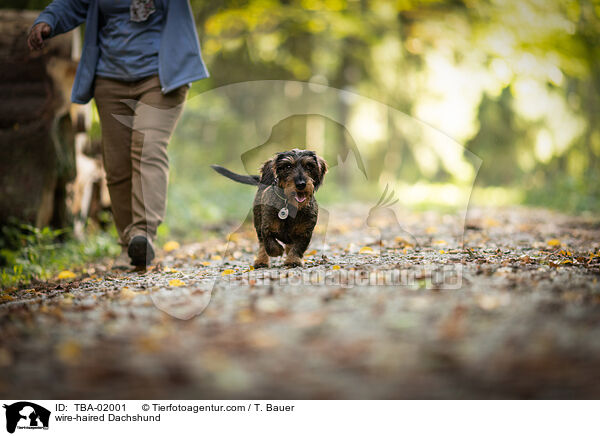 wire-haired Dachshund / TBA-02001