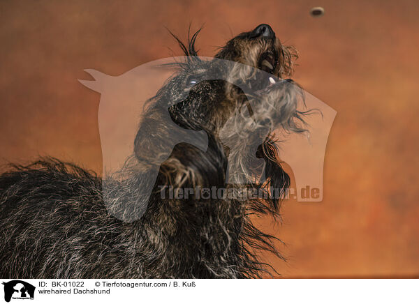 wirehaired Dachshund / BK-01022