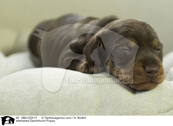 wirehaired Dachshund Puppy / HBO-05417