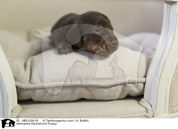 Rauhaardackel Welpe / wirehaired Dachshund Puppy / HBO-05418