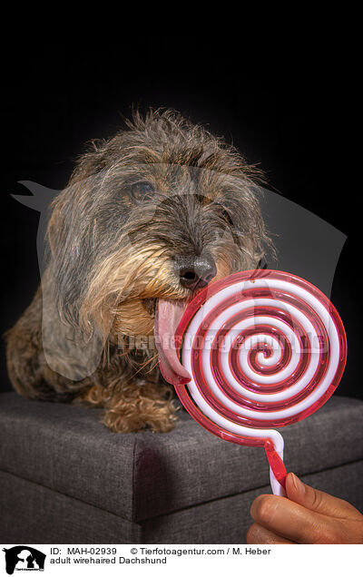 ausgewachsener Rauhaardackel / adult wirehaired Dachshund / MAH-02939