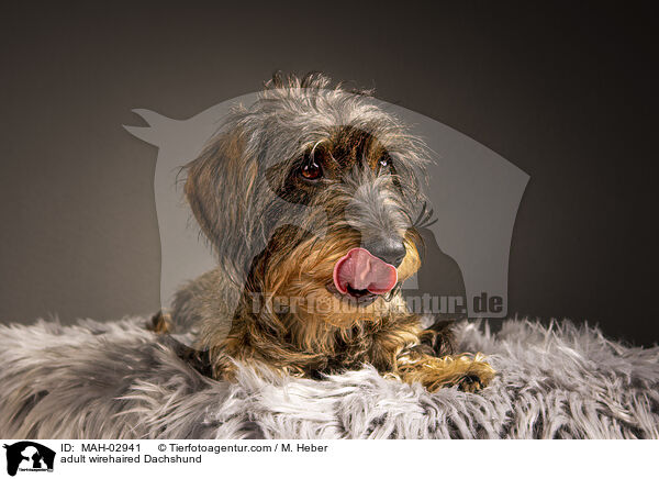 ausgewachsener Rauhaardackel / adult wirehaired Dachshund / MAH-02941
