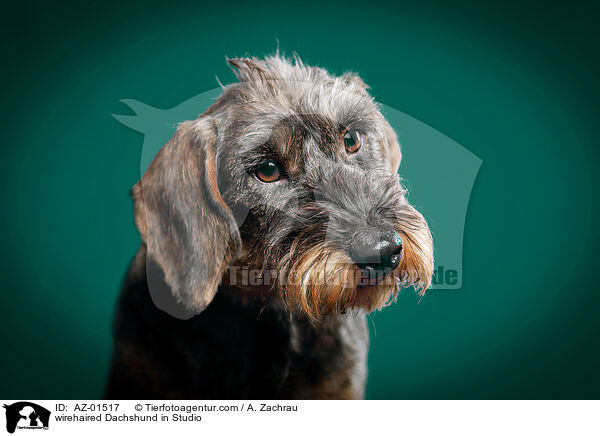 Rauhaardackel im Studio / wirehaired Dachshund in Studio / AZ-01517