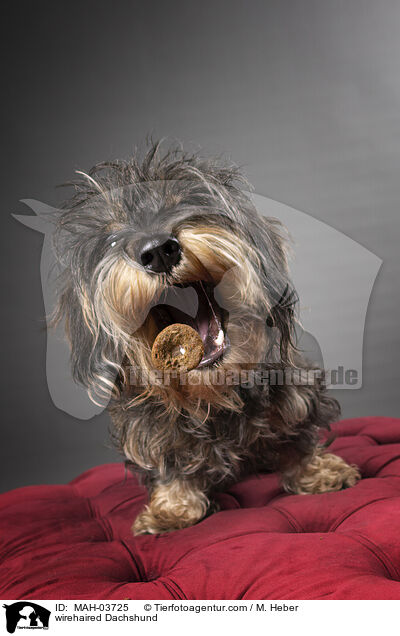 wirehaired Dachshund / MAH-03725