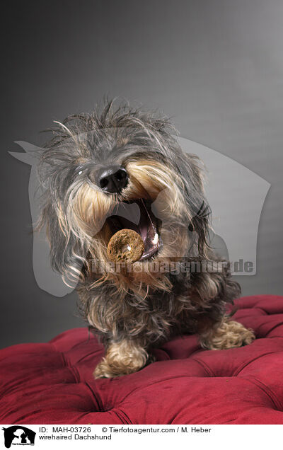 wirehaired Dachshund / MAH-03726