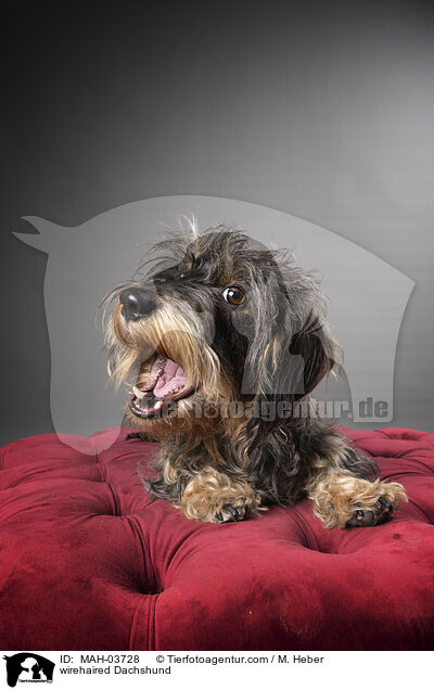 wirehaired Dachshund / MAH-03728