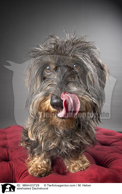 wirehaired Dachshund / MAH-03729