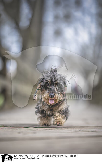 wirehaired Dachshund / MAH-03744