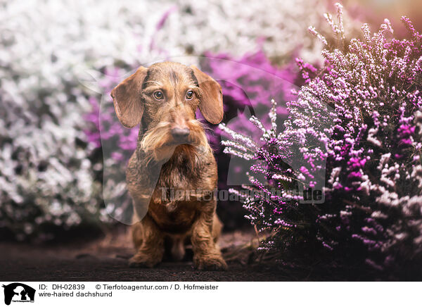 Rauhaardackel / wire-haired dachshund / DH-02839