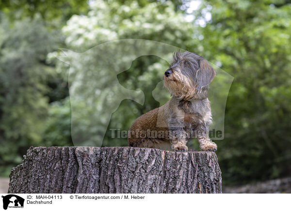 Rauhaardackel / Dachshund / MAH-04113