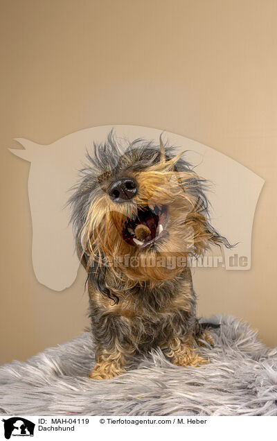 Rauhaardackel / Dachshund / MAH-04119