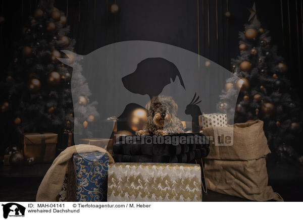 Rauhaardackel / wirehaired Dachshund / MAH-04141