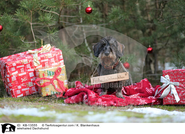 Rauhaardackel / wirehaired Dachshund / KB-13555