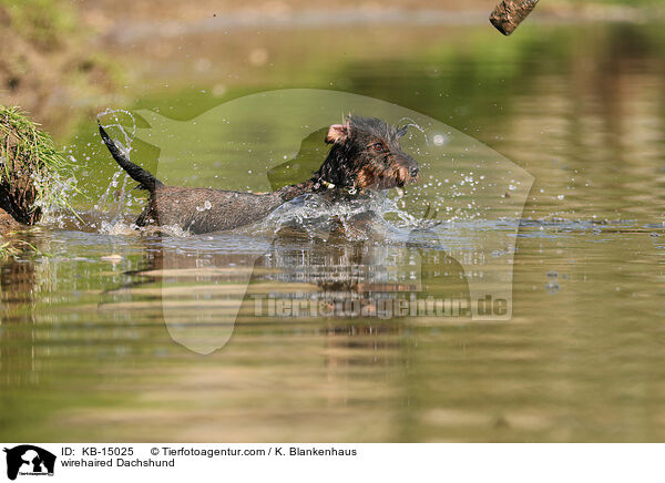 Rauhaardackel / wirehaired Dachshund / KB-15025