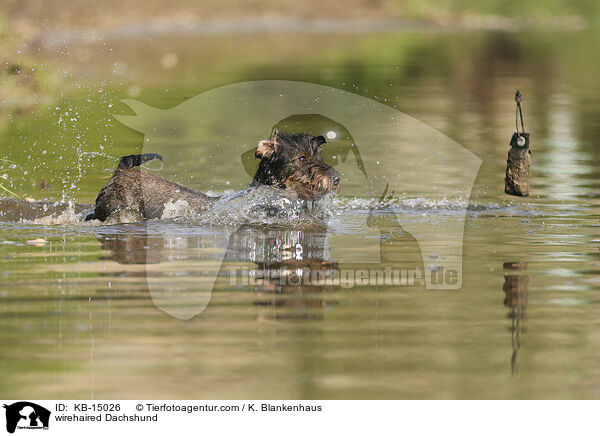 Rauhaardackel / wirehaired Dachshund / KB-15026