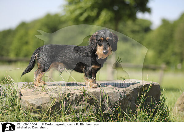 wirehaired Dachshund / KB-15064