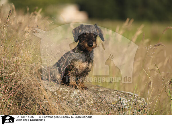 wirehaired Dachshund / KB-15207