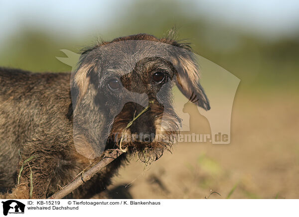 wirehaired Dachshund / KB-15219