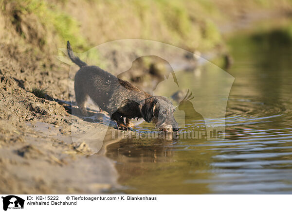 wirehaired Dachshund / KB-15222