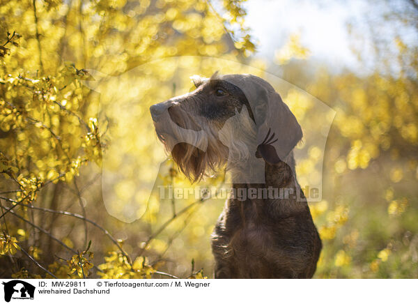 Rauhaardackel / wirehaired Dachshund / MW-29811
