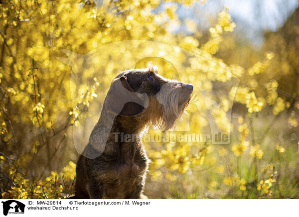 Rauhaardackel / wirehaired Dachshund / MW-29814