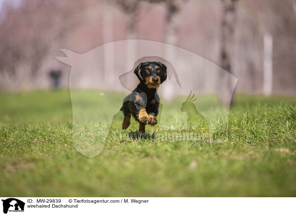 Rauhaardackel / wirehaired Dachshund / MW-29839