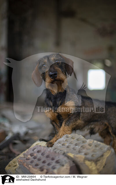 wirehaired Dachshund / MW-29864