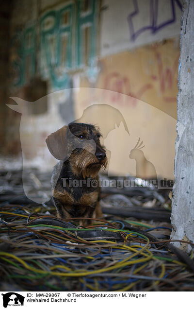 Rauhaardackel / wirehaired Dachshund / MW-29867