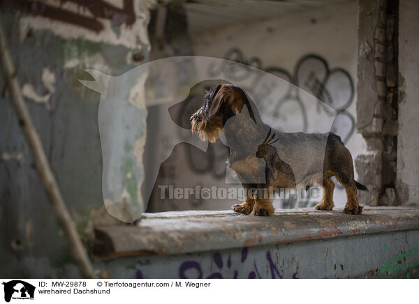 wirehaired Dachshund / MW-29878
