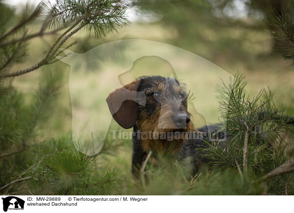 wirehaired Dachshund / MW-29889