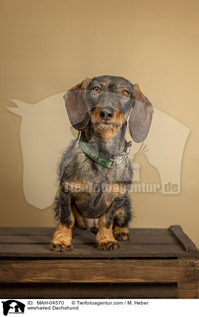 Rauhaardackel / wirehaired Dachshund / MAH-04570