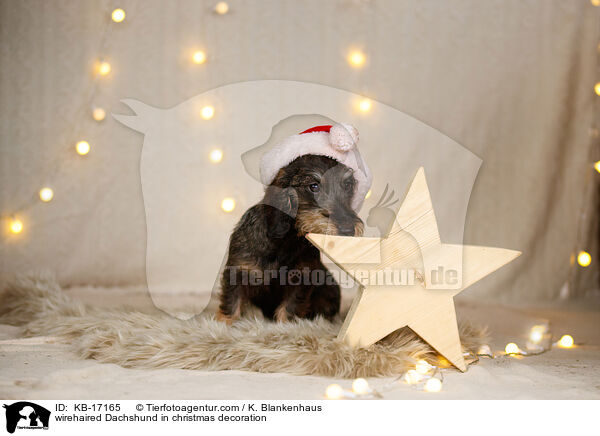 Rauhaardackel in Weihnachtsdeko / wirehaired Dachshund in christmas decoration / KB-17165
