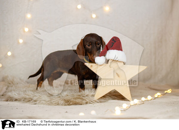 Rauhaardackel in Weihnachtsdeko / wirehaired Dachshund in christmas decoration / KB-17169