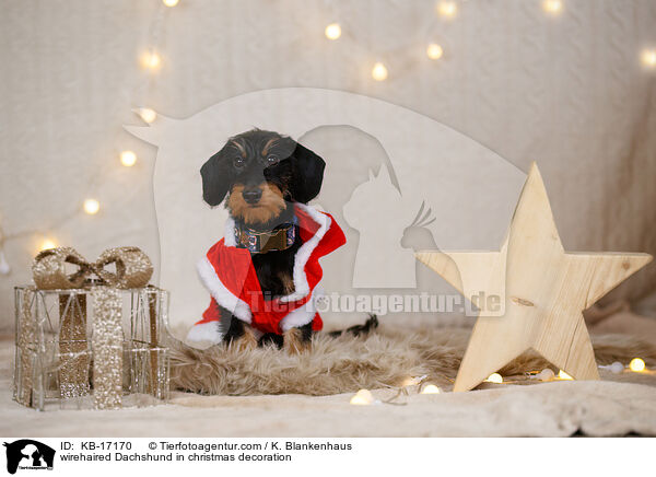 Rauhaardackel in Weihnachtsdeko / wirehaired Dachshund in christmas decoration / KB-17170