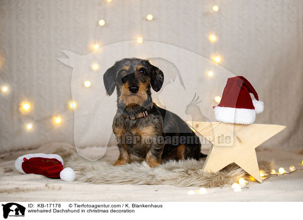 Rauhaardackel in Weihnachtsdeko / wirehaired Dachshund in christmas decoration / KB-17178