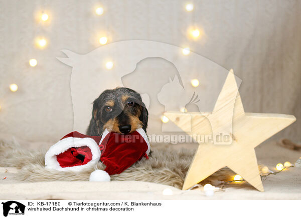 Rauhaardackel in Weihnachtsdeko / wirehaired Dachshund in christmas decoration / KB-17180