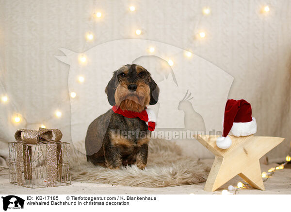 Rauhaardackel in Weihnachtsdeko / wirehaired Dachshund in christmas decoration / KB-17185