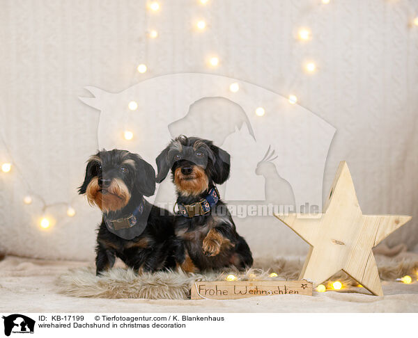 Rauhaardackel in Weihnachtsdeko / wirehaired Dachshund in christmas decoration / KB-17199