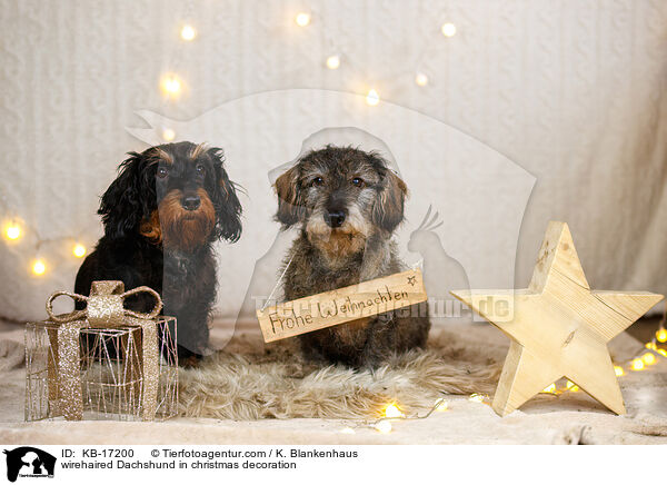 Rauhaardackel in Weihnachtsdeko / wirehaired Dachshund in christmas decoration / KB-17200