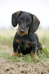 Dachshund