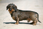 dachshund