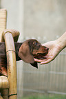 wirehair teckel puppy