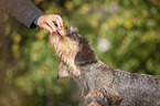 wire-haired Dachshund Portrait