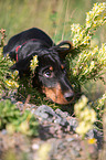 lying Dachshund