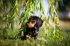 sitting Dachshund